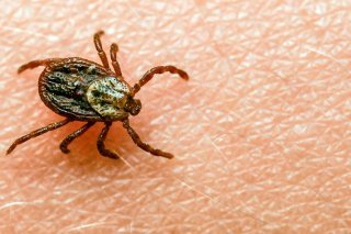 Les tiques peuvent transmettre différentes maladies (archives).